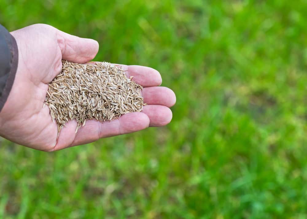 Close-up of hand holding grass seeds over a green lawn