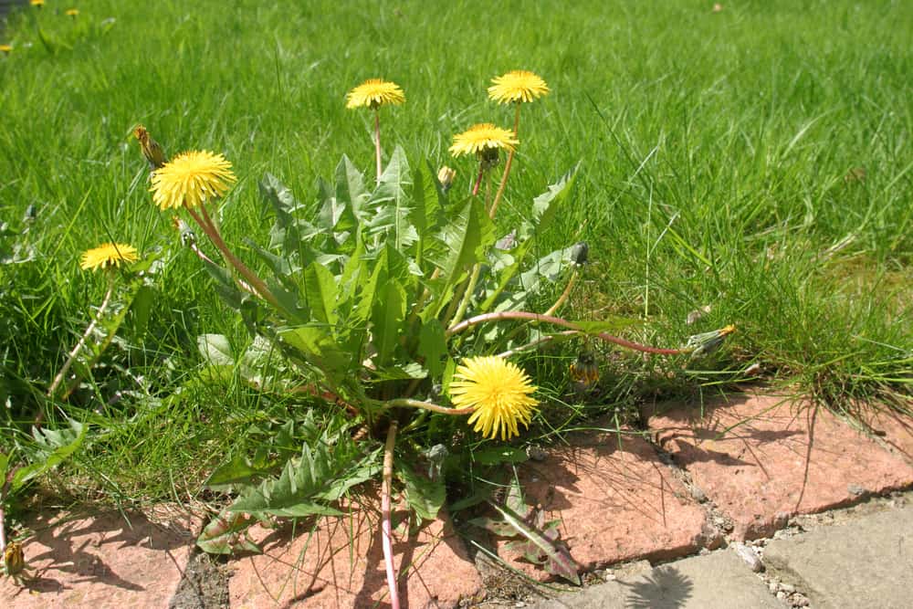 dandelions growing at edge of lawn