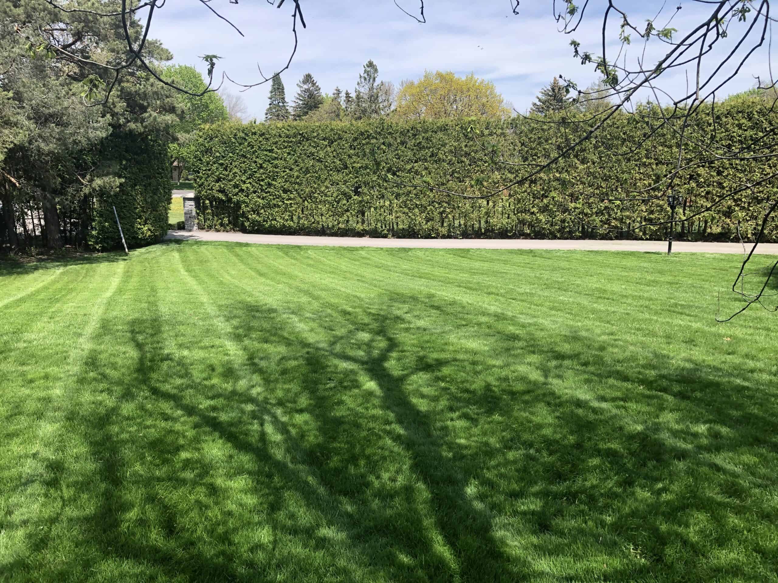 a lush lawn with freshly mowed green grass flanked by mature trees and pruned bushes