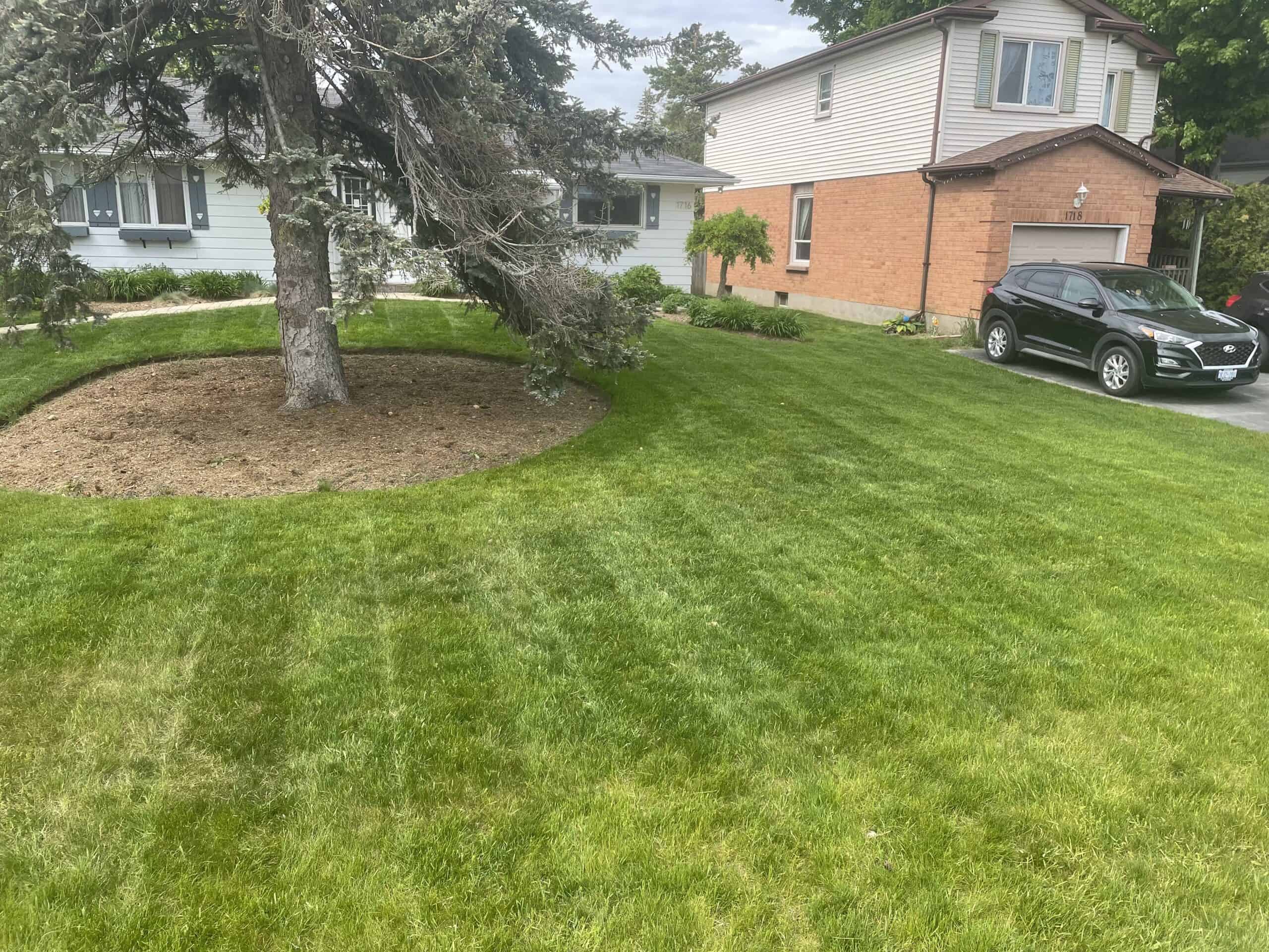 a large pine tree with a circular mulch bed surrounded by freshly mowed grass outside a house