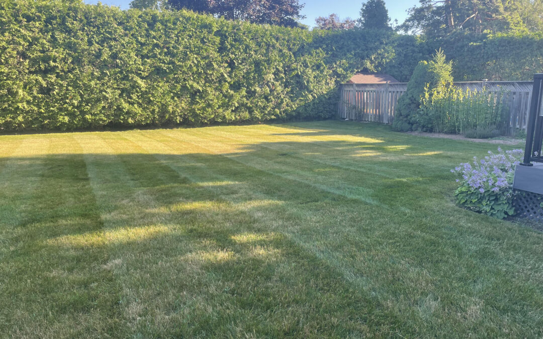 Common Lawn Mowing and Fertilization Mistakes