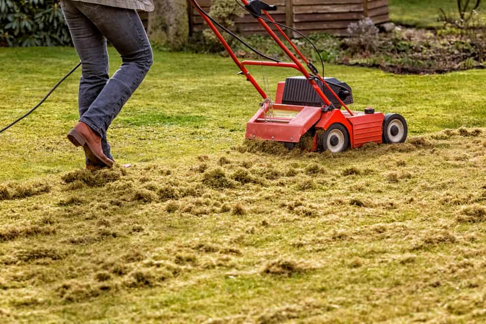 Time de-thatching efforts according to your landscaping goals and local Ontario weather