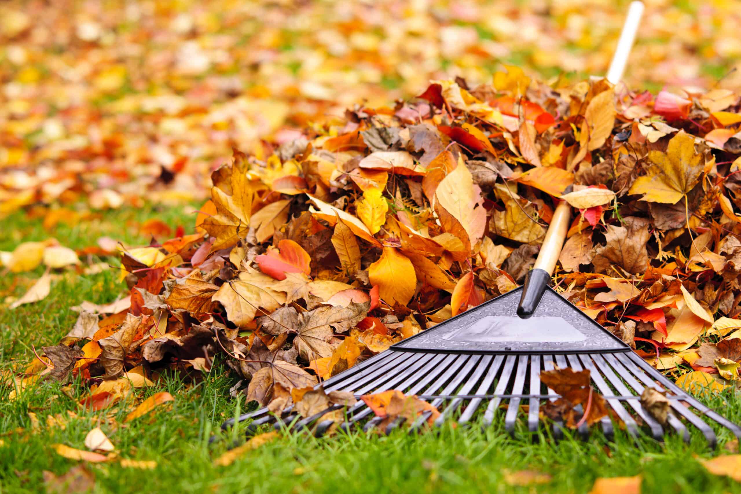 Explore expert insights on the importance of fall cleanups, maintaining curb appeal, and enhancing your property's value