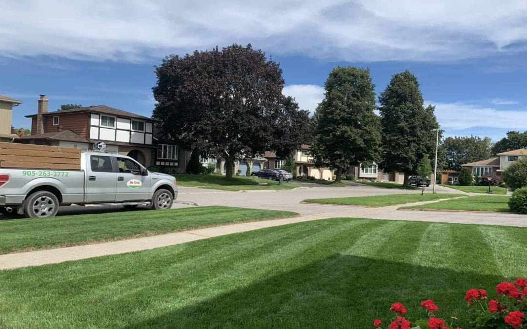 The Secret to Perfect Mowing Height