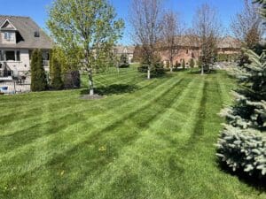 What Are the Benefits of Mowing Your Lawn?