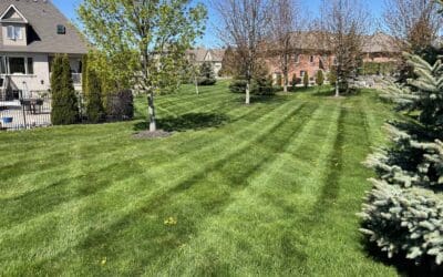 What Are the Benefits of Mowing Your Lawn?