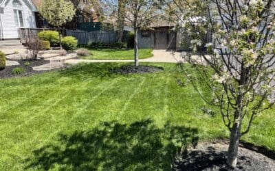 Why Should a Homeowner Hire a Lawn Care Company to Mow Their Lawn?