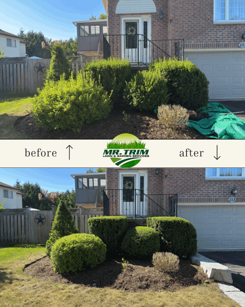 Tree and Shrub Pruning before and after