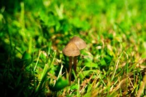 Why are Mushrooms Growing in My Grass?