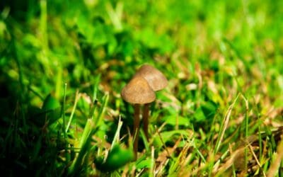 Why are Mushrooms Growing in My Grass?