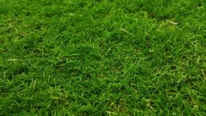 Discover the Benefits of Overseeding a Lawn