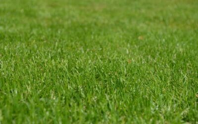 Why Are There Holes in My Grass? Discover the Most Common Culprits of Holes in Your Lawn