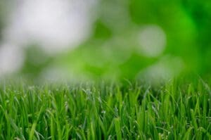 How Often Should You Fertilize Your Lawn in Ontario?