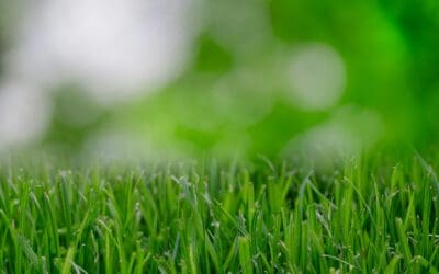 How Often Should You Fertilize Your Lawn in Ontario?