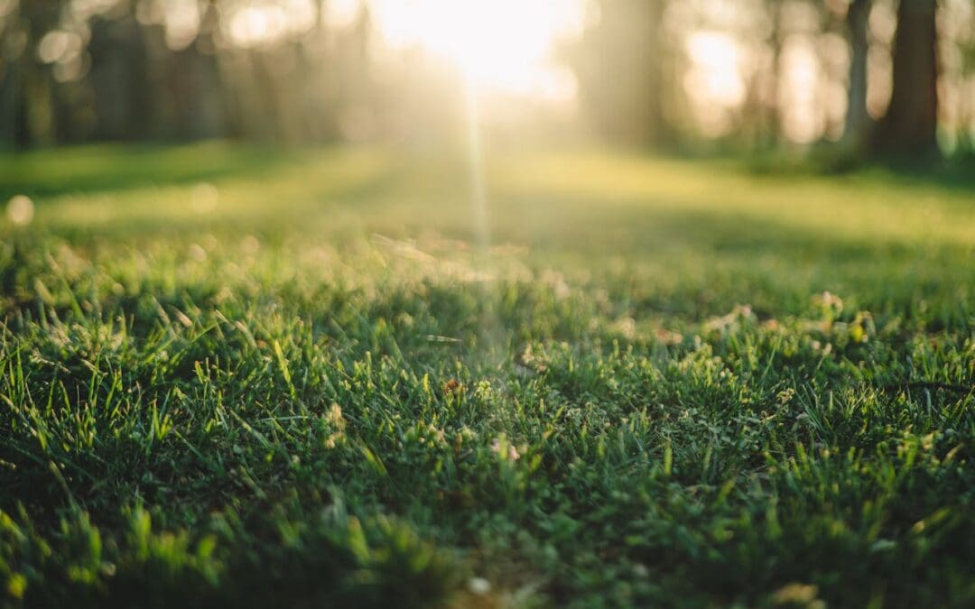 How Often Should You Dethatch a Lawn? Discover When and How Often to Conduct Dethatching