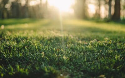 How Often Should You Dethatch a Lawn? Discover When and How Often to Conduct Dethatching