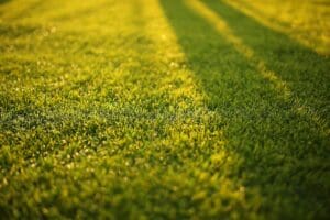 Troubleshooting Lawn Care Tasks: Why Didn’t My Grass Seed Grow?