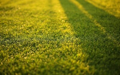 Troubleshooting Lawn Care Tasks: Why Didn’t My Grass Seed Grow?