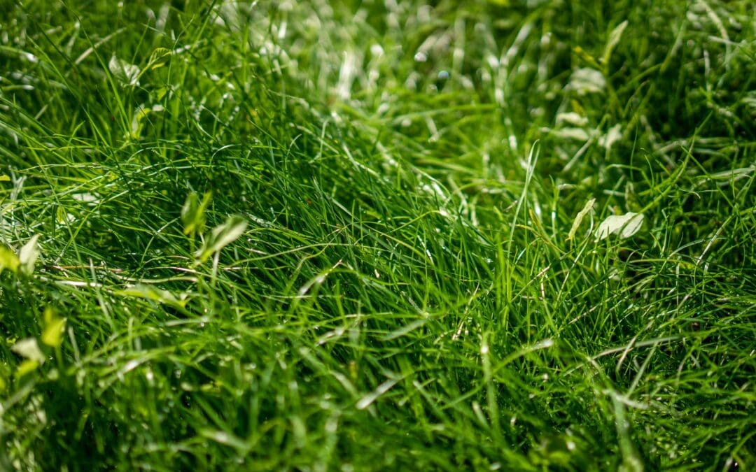 Why Do I Have so Much Clover in My Grass? Get to the Root of this Common Lawn Problem