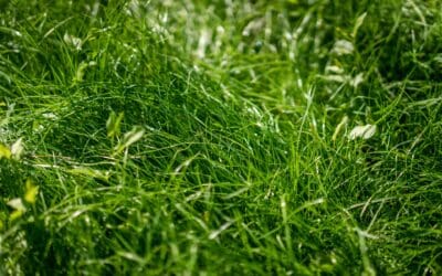 Why Do I Have so Much Clover in My Grass? Get to the Root of this Common Lawn Problem